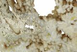 Agatized Fossil Coral Slab - Florida #188010-1